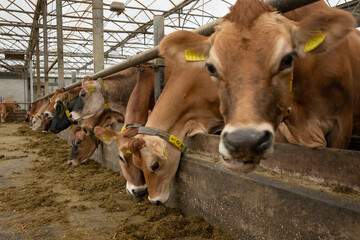 Cows at stable. Jersey. Eating roughage. Feedgate. Cattle breeding.