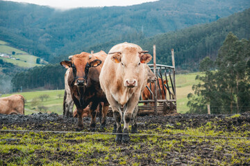 vacas en el campo