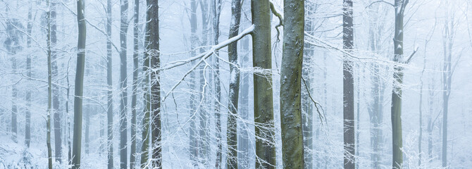 Panoramic background of foggy winter forest covered by snow and frost