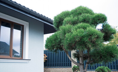 Bonsai of pine. Landscape design, urban landscaping.	