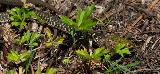 Snake attack on the frog.