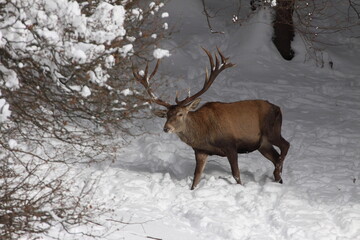 Majestic powerful adult red deer in winter country