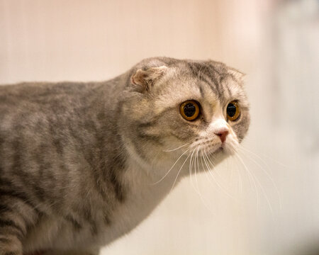Scottish Fold Cat Images Browse 2 240 Stock Photos Vectors And Video Adobe Stock