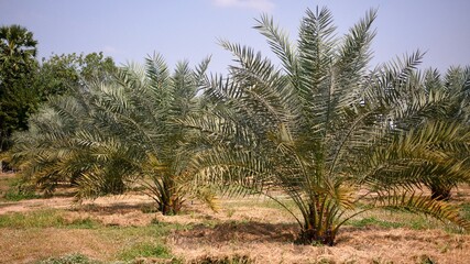 Fototapeta premium Plantation of date palm tree in Thailand