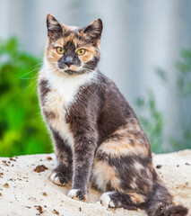 The spotted cat sits on the sand.