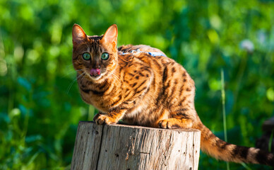 Bengal cat stuck out his tongue