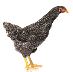 one black chicken isolated on white background, studio shoot