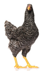 one black chicken isolated on white background, studio shoot