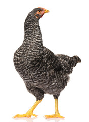 one black chicken isolated on white background, studio shoot