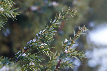 branches of a pine