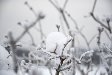 Wonderful white winter landscape with branches of trees covered by snow after big snowfall 