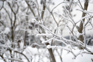 Wonderful white winter landscape with branches of trees covered by snow after big snowfall 