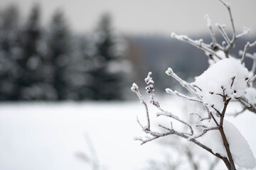 Wonderful white winter landscape with branches of trees covered by snow after big snowfall 