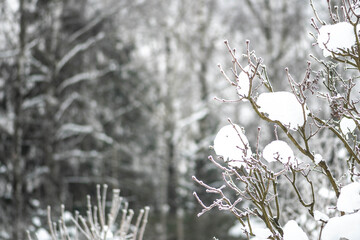 Wonderful white winter landscape with branches of trees covered by snow after big snowfall 