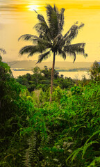 coconut palm trees in the sunset