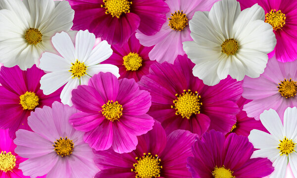 Blooming cosmos. Bright multicolored floral background