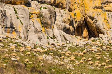 Sheeps grazing in spanish mountains.