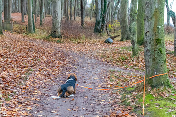 Hund im Wald