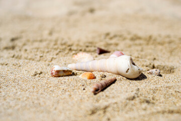 Seashells on the sand close-up. Tropical beach. Summer background. Copy space