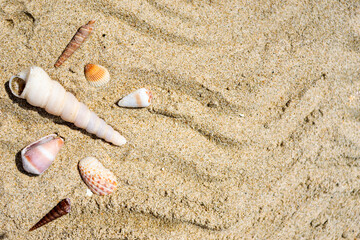 Seashells on the sand close-up. Tropical beach. Summer background. Copy space