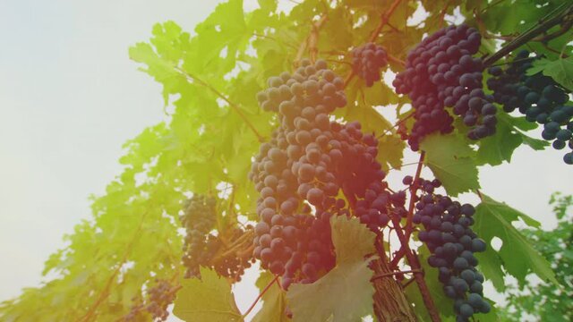 Vineyards at sunset in autumn harvest. Ripe grapes in fall.