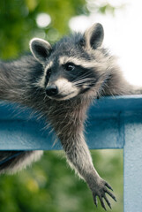 raccoon