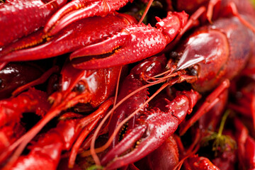 Close up of many cooked crayfishes. Crayfish party. Studio photo isolated on white background. Selective focus on object.