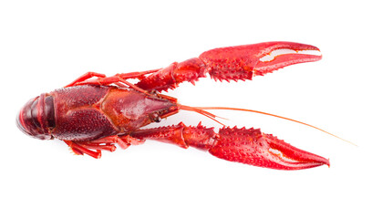 One single crayfish. Studio photo isolated on white background. Selective focus on object.