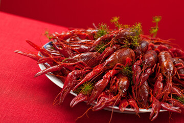 Fototapeta premium A plate full of cooked crayfish, topped with dill. Swedish tradition. Crayfish party. Studio photo isolated on red background. Selective focus on object.