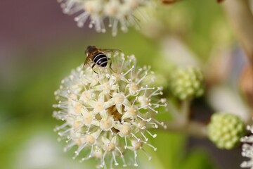ヤツデの花と蜂