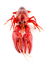 One single crayfish. Studio photo isolated on white background. Selective focus on object.