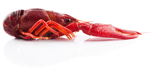 One single crayfish. Studio photo isolated on white background. Selective focus on object.