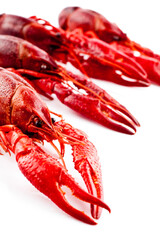 Many cooked crayfishes. Studio photo isolated on white background. Selective focus on object.