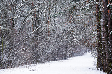 Winter forest with path