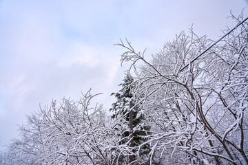 winter landscape in the mountains