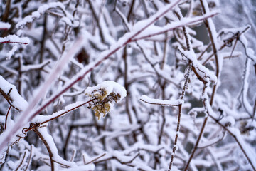 winter landscape in the mountains