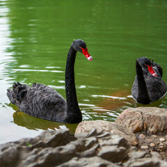 Obraz premium Two black swans on the shore of the pond