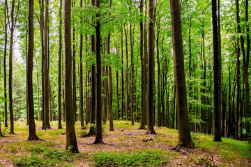 Many slender tree trunk in beech forest.