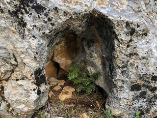 spruce tree sapling growing and growing in the stone