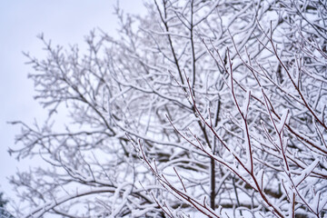 winter landscape in the mountains