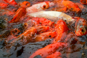 Close-up of a large group of koi vying for food in the pond