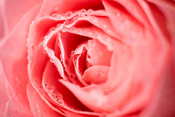Close up macro photo of beautiful rose in coral flower with small water drops