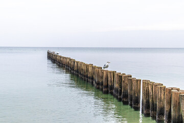 Fototapeta premium Buhnen und Möwe