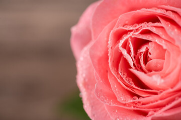 Close up macro photo image of beautiful light color rose with rain drops