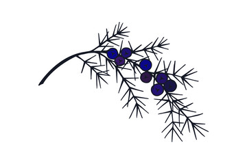 branch with juniper berries. eps10 vector stock illustration. hand drawing.