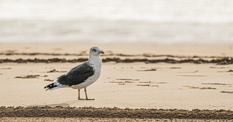 Mirada relajante de ave en la playa al amanecer