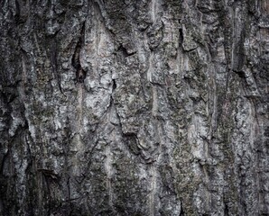 Tree bark natural background