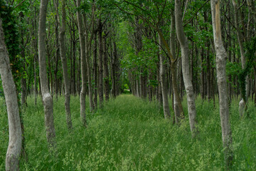 Obraz premium Forest