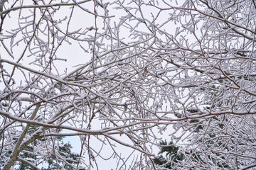 winter landscape in the mountains