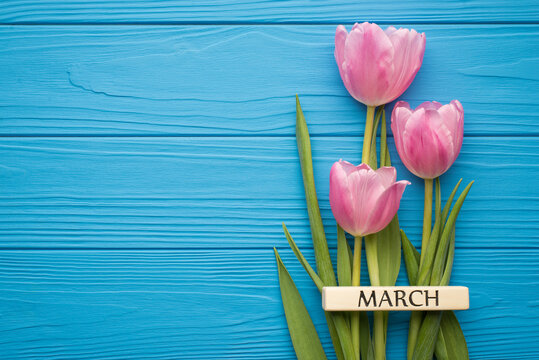 Happy international women's day concept. Top above flat lay close up view photo picture of tender pastel tulips and text month march on blue desk with empty space